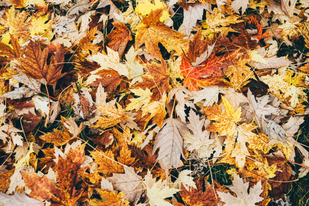 Herbstblätter - Foto, Bild
