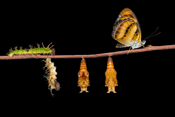 小枝の色 segeant 蝶のライフ サイクル - 写真・画像