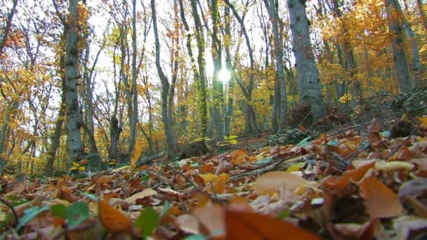 Őszi erdő - Felvétel, videó