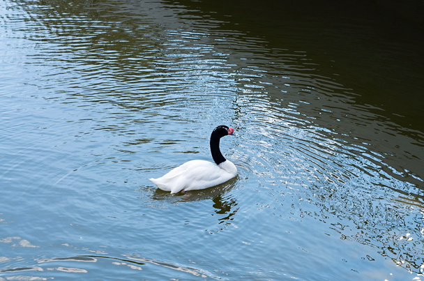 black-necked swan on the water - Fotó, kép