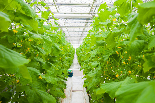 Cucumbers ripening in greenhouse - Foto, Imagen