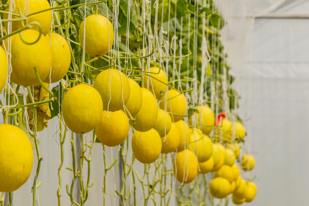 Gele Cantaloupe meloen kweken in een kas. - Foto, afbeelding