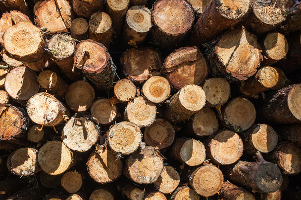 Natural wooden background. Pile of wood logs Trunks of trees cut - Φωτογραφία, εικόνα