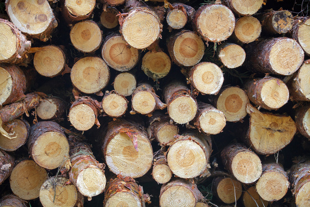Natuurlijke houten achtergrond. Stapel hout logt stammen van bomen knippen - Foto, afbeelding