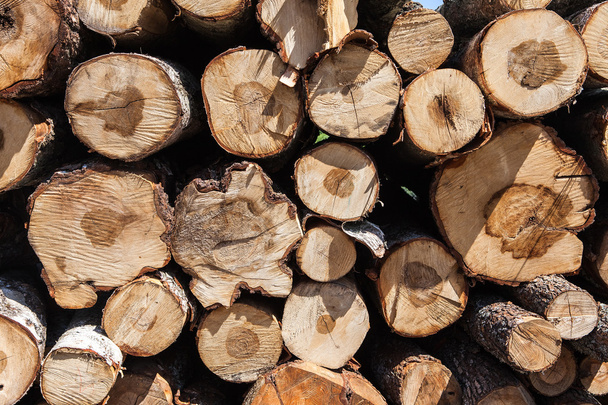 Natural wooden background. Pile of wood logs Trunks of trees cut - 写真・画像