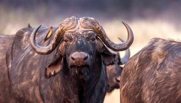 Cape buffalo in Africa - Photo, Image