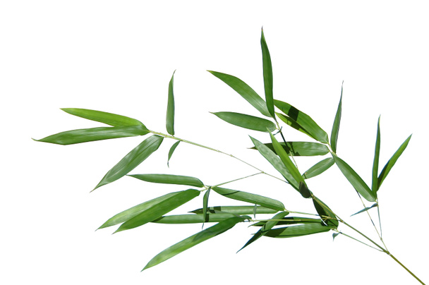 Bladeren van bamboe - Foto, afbeelding