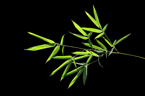 Bamboo leaves - Photo, Image