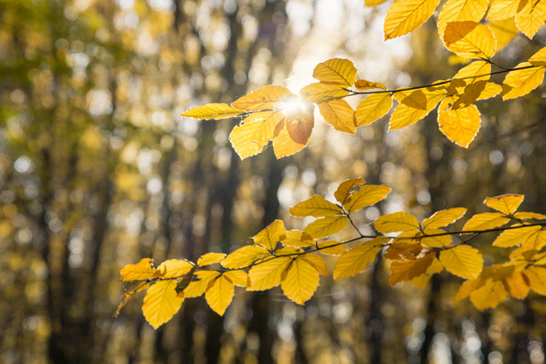 folhas amarelas brilhantes na floresta de outono
 - Foto, Imagem