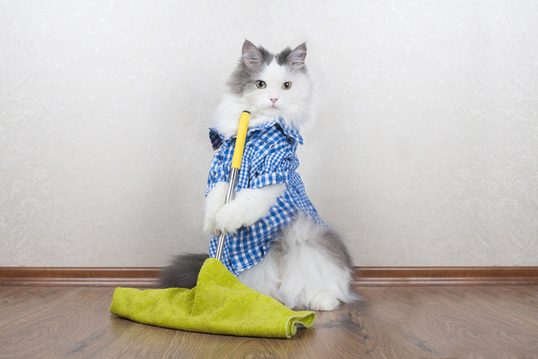 Kot, mycie podłogi w mieszkaniu - Zdjęcie, obraz
