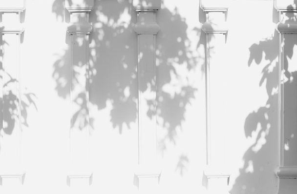 Σκιά των φύλλων σε λευκό τοίχο - Φωτογραφία, εικόνα