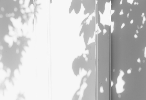 Sombra de las hojas en una pared blanca - Foto, imagen