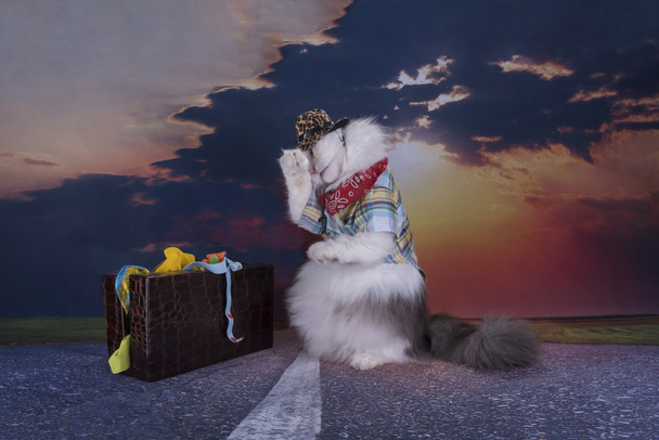 Cat travels at sunset hitchhiking - Photo, Image