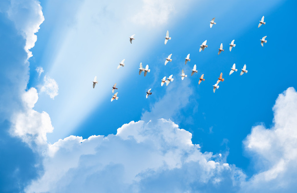 Mavi uçan güvercinler sürüsü karşılamak için bulutlar arasında gökyüzü güneş bea - Fotoğraf, Görsel