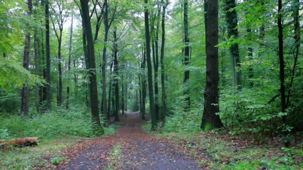 A Siebengebirge őszi esőerdő táj - Felvétel, videó