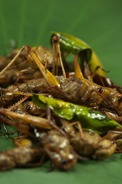 Uppopaistetut hyönteiset
 - Valokuva, kuva