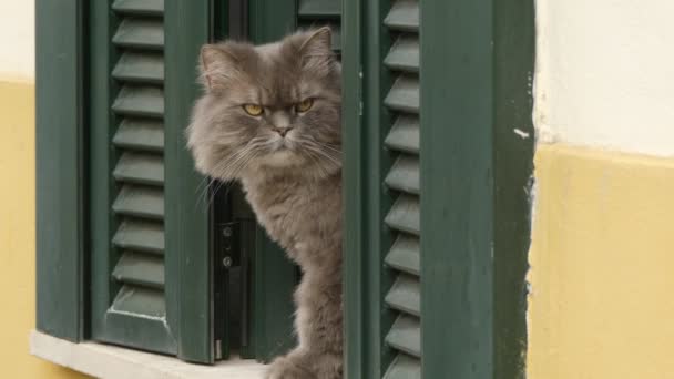 Beautiful fluffy cat on window with shutters in old European house. - Footage, Video