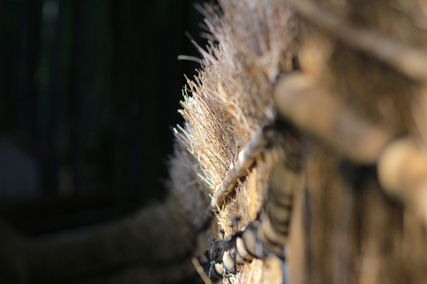 Известная бамбуковая роща в Ненбуцу-дзи
  - Фото, изображение