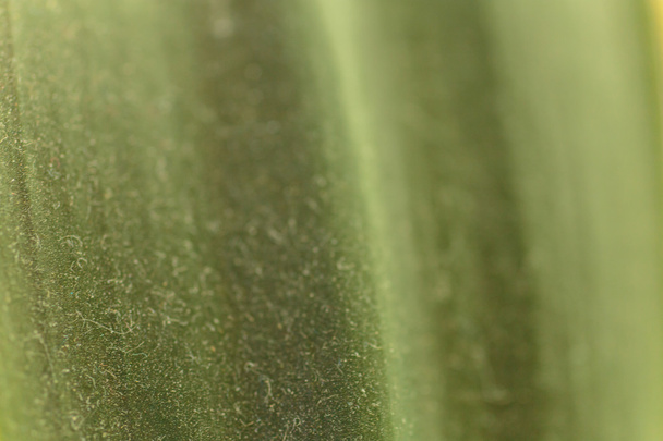 Textura de hoja de planta verde
. - Foto, imagen