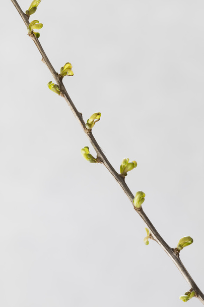 junge Blätter auf diagonalem Zweig isoliert auf schwarz - Foto, Bild