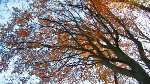 Herbstwald - Filmmaterial, Video