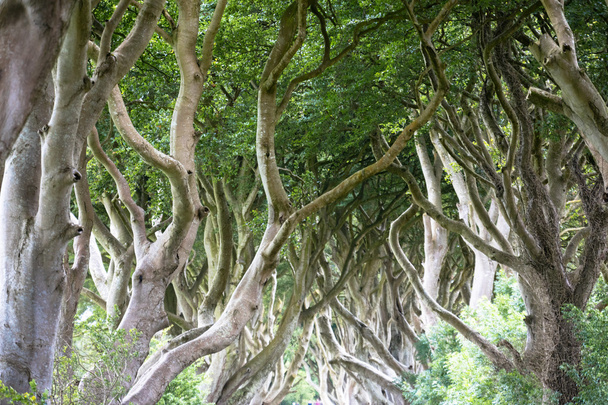 Μαγικό δάσος, Βόρεια Ιρλανδία - Φωτογραφία, εικόνα
