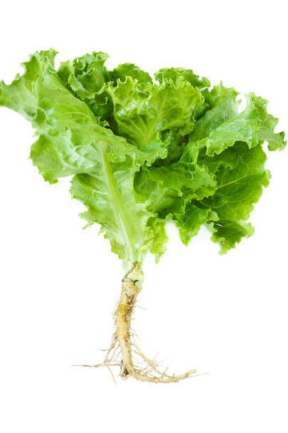 Lettuce. - Foto, Bild