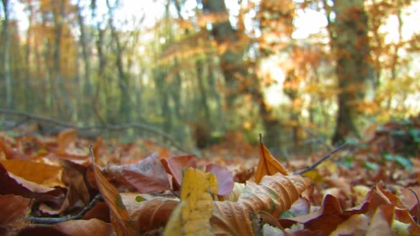 bosque de otoño - Imágenes, Vídeo