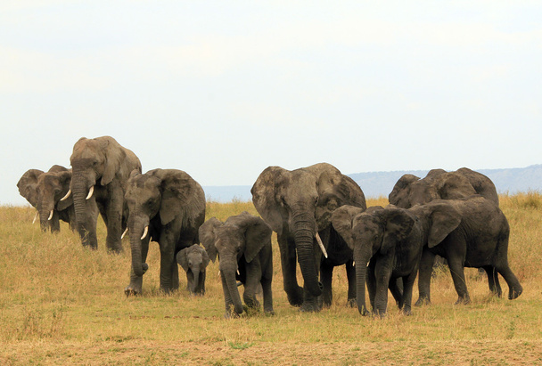 Elefantenfamilie - Foto, Bild
