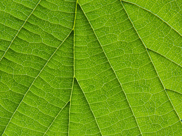 biological texture of the leaf - Photo, Image