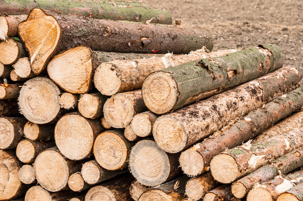 Logs of trees - Photo, Image