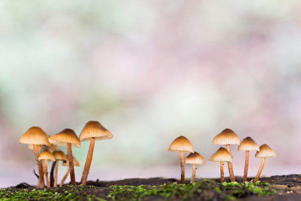 Paysage aux champignons
 - Photo, image