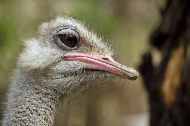 ostrich close up - Fotoğraf, Görsel