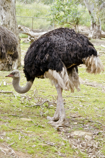 ostrich in field - 写真・画像