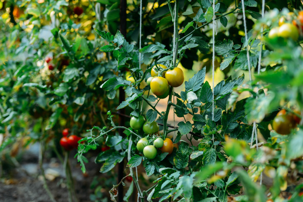 Ogród warzywny z rośliny czerwone pomidory. Dojrzałe pomidory na - Zdjęcie, obraz