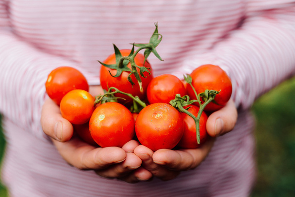 Farmers hands with freshly harvested tomatoes and pepper. Freshl - Photo, Image