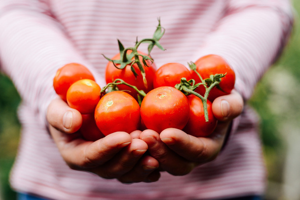 Campesinos manos con tomates recién cosechados y pimienta. Freshl
 - Foto, imagen
