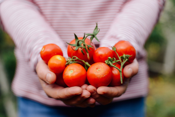 Çiftçiler el taze hasat domates ve biber ile. Freshl - Fotoğraf, Görsel