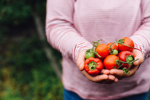 Les agriculteurs mains avec des tomates fraîchement récoltées et du poivre. Fraîcheur
 - Photo, image