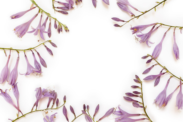 Рамка з фіолетовими квітами заручників ізольовані на білому тлі
.  - Фото, зображення