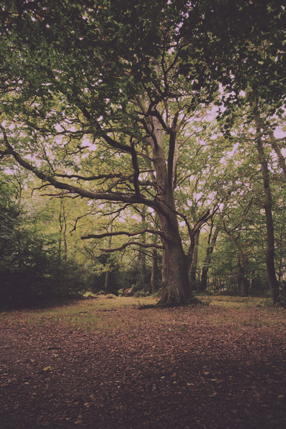 Woodland scene at the start of autumn Vintage Retro Filter. - Foto, imagen
