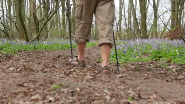 4 k. adam uzun yürüyüşe çıkan kimse yeşil bahar bir ormanda. Sağlıklı yaşam tarzı takım, Dolly vurdu - Video, Çekim