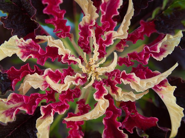 Flor roja y amarilla "Flame Lily"
  - Foto, imagen