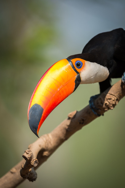Primo piano del toco toucan che tiene il becco diagonalmente
 - Foto, immagini