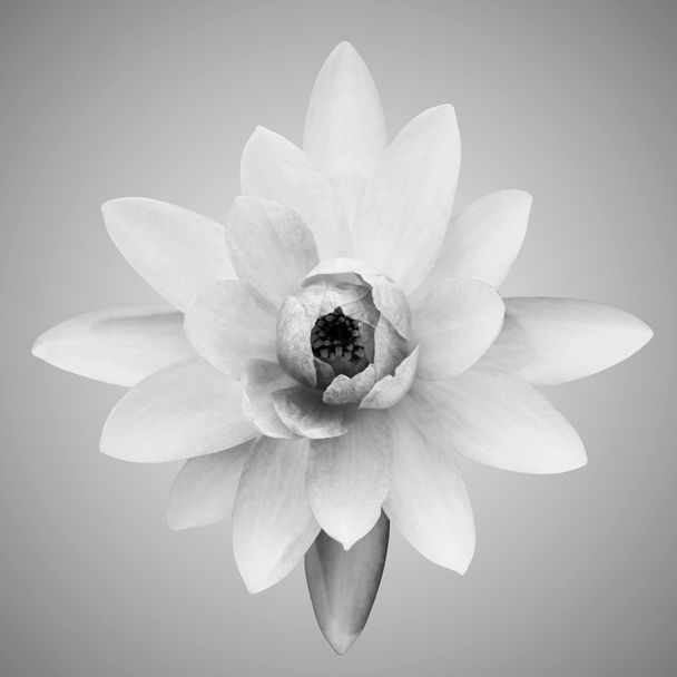 Tiivistelmä liljasta
 - Valokuva, kuva