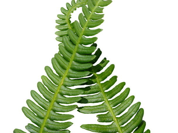 dwa zielone skrzyżowane liść paproci lub palmy Paprocie jako backgro - Zdjęcie, obraz