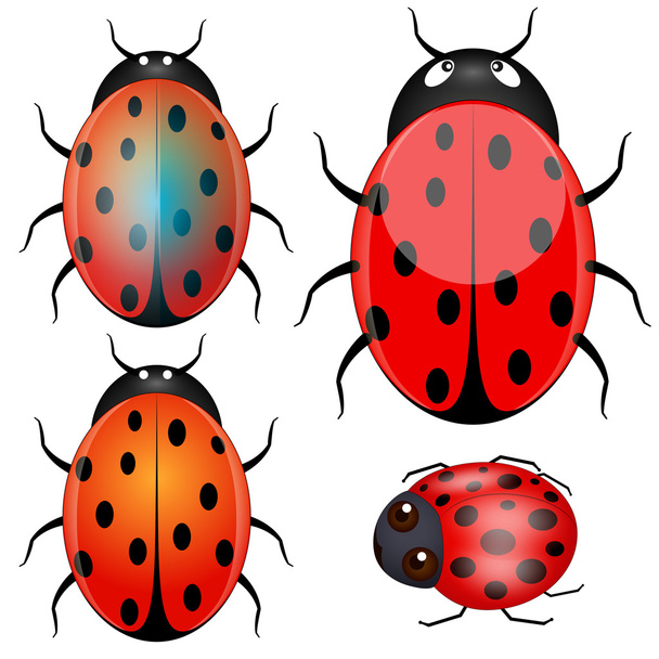 Ladybug Vectors - Vector, imagen