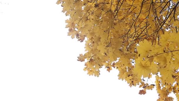 Yellow autumn leaves in the park - Footage, Video