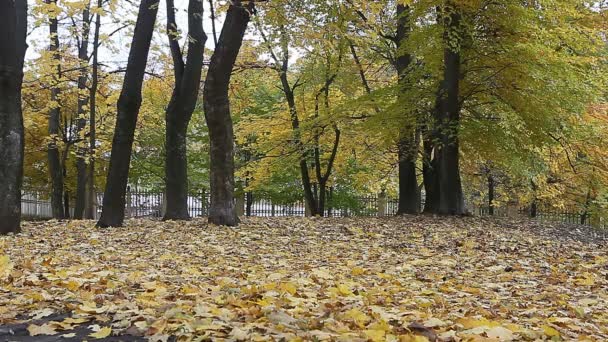 foglie autunnali gialle nel parco - Filmati, video