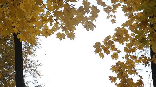 κίτρινα φθινοπωρινά φύλλα στο πάρκο - Πλάνα, βίντεο